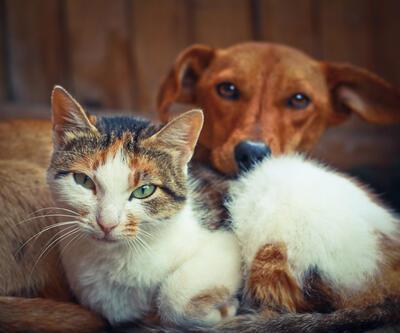Köpeğe Dokunmak Abdesti Bozar Mı Kedi Ve Köpeğe Dokunanın Abdesti Bozulur Mu