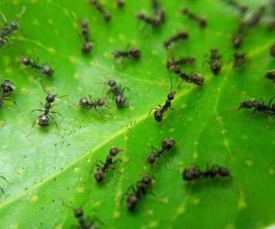Rüyada bir sürü Karınca Görmek Ne Anlama Gelir Rüyada Evin İçinde Karınca Sürüsü Görmek Nasıl Yorumlanır