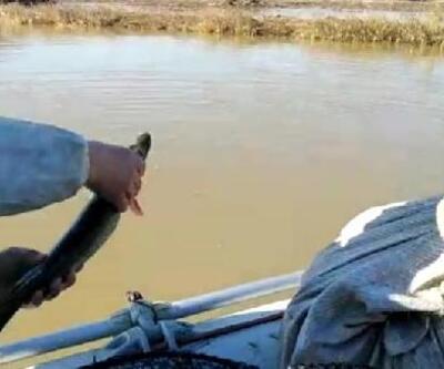 Terkos Gölünde kaçak avlanan 1 ton balık tekrar suya bırakıldı