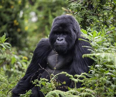 Kahve Falında Goril Ne Anlama Gelir Falda Goril Şekli Görmek Ne Demek, Anlamı Nedir