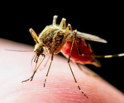 Aedes sivrisinek ısırığı belirtileri neler, bulaşıcı mı, nasıl geçer İstanbulda yeni tehlike