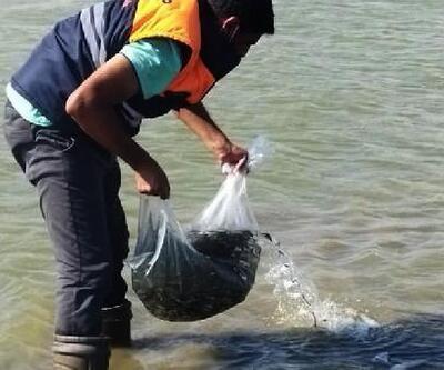 Tahtaköprü Barajına 100 bin yavru balık bırakıldı