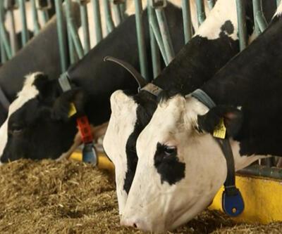 Et ve süt üreticisine destek kararları