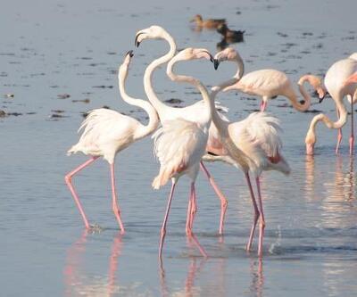 Flamingolar İzmit Körfezine akın etti