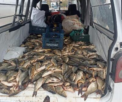 Şanlıurfa’da, kaçak avlanmış yarım ton sazan balığını el kondu
