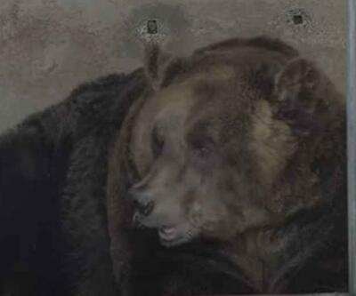 Ukraynada savaştan kurtarılan ayı yeni evine kavuştu