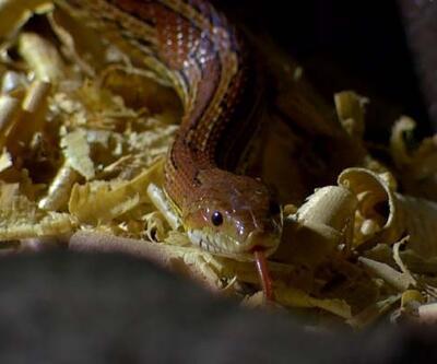 Hayvanat bahçesinin yedieminli yılanı