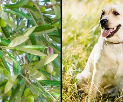 İtalya’da zeytin ağaçlarını ölümcül hastalıktan köpekler kurtaracak