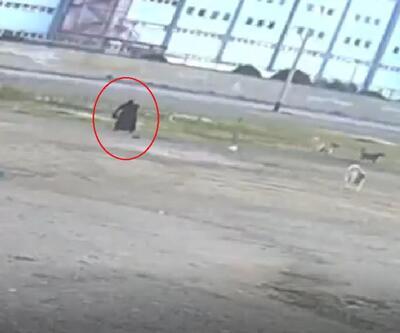 10 sokak köpeği yaşlı kadına saldırdı O anlar kamerada