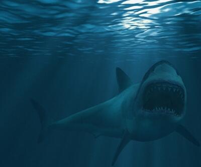 Köpek balığının midesinde insan kalıntıları bulundu: Kolundaki dövmeden kimliği belirlendi