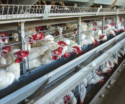 ABDde kuş gribine karşı tavukları aşılama planı