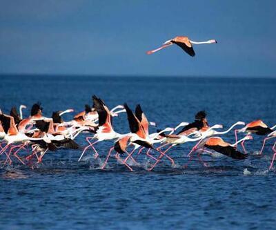 Flamingoların ilk kafilesi Van Gölüne geldi
