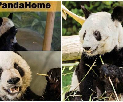Panda Ya Ya: 20 yıl önce dostluk elçisiydi, bugün ABD-Çin gerginliğinin sembolü haline geldi