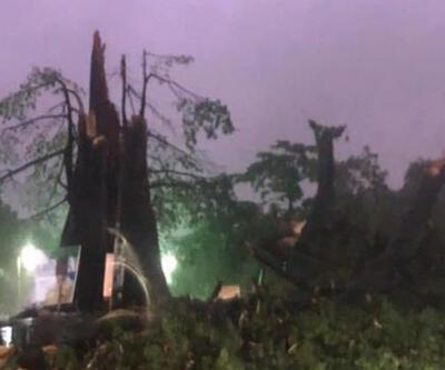 Sierra Leonenun sembolü 400 yıllık pamuk ağacı fırtına nedeniyle devrildi