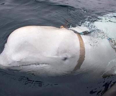 Casus balina bu kez İsveç kıyılarında görüldü