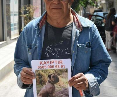 El ilanlarıyla sokak sokak kaybolan köpeğini arıyor