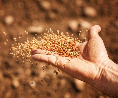 2023 TMO buğday alım fiyatları ne kadar oldu Buğday fiyatları açıklandı