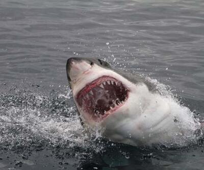 Türkiye kıyılarında köpekbalığı saldırısı riski var mı