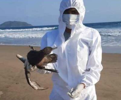 Meksika kıyılarında toplu kuş ölümleri alarmı: Sebebi El Nino
