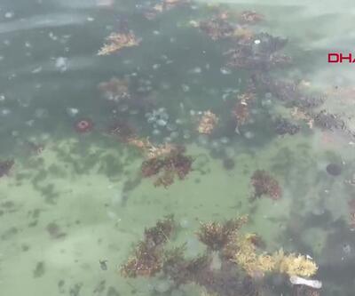 Marmara Denizinde zehirli denizanası istilası