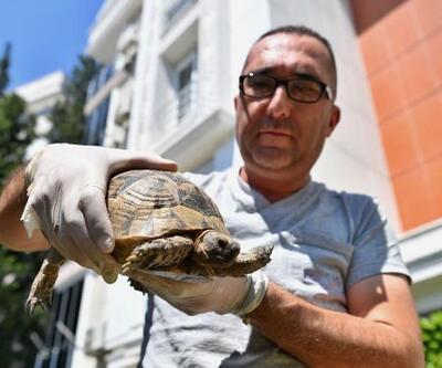 Başkan Esenin dikkati kaplumbağayı kurtardı