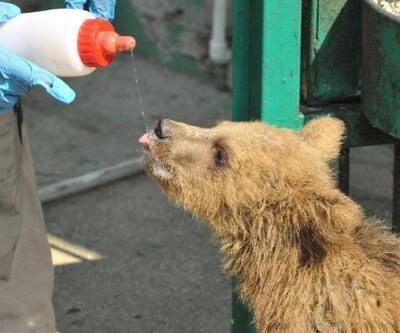 Şekerpare film karakterlerinin isimleri verilen yavru ayılara özel beslenme