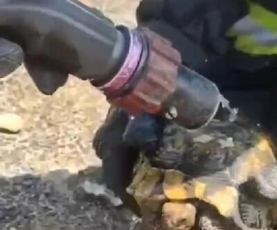 Kayseride mahsur kalan 2 kaplumbağayı itfaiye kurtardı