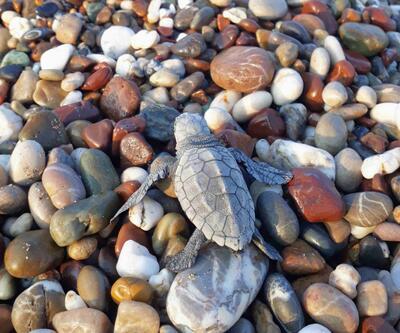 Deniz kaplumbağaları için önlemler artıyor: 25 sahilde gece yasağı