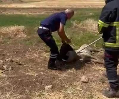 Nusaybin’de kafası lastik körüğüne sıkışan köpeği itfaiye kurtardı