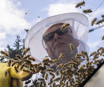 Kraliçe arıyı bulma telaşı: Kanada’da 5 milyon arıyı taşıyan kamyon kaza yaptı