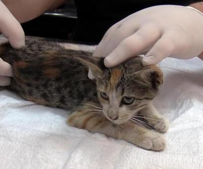 Osmaniye’de otomobilin çarptığı yaralı sokak kedisine tedavi