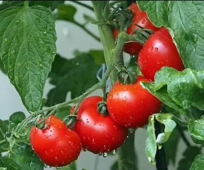 Prof. Dr. Canan Karataydan domates uyarısı: Böyle görünenleri sakın tüketmeyin