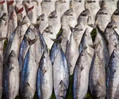 Tam mevsimi Bu balığı tüketen kolesterol nedir bilmiyor, demir, magnezyum ve D vitamini deposu