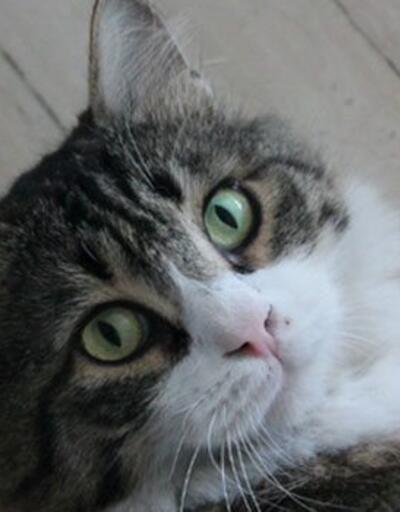 CHPnin kedisi Şerodan Özkese: Bahçeli seni aramayacak