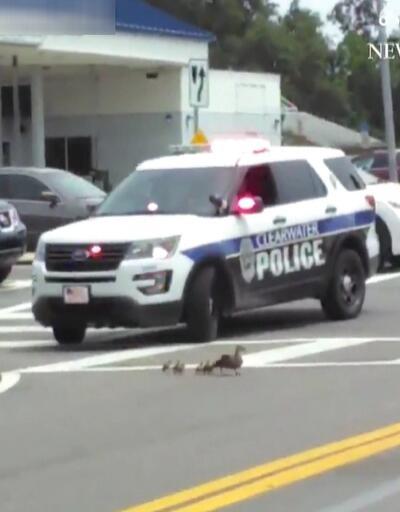 Trafikte kalan ördeklere polis eskortluk yaptı