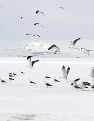 Buzla kaplı Çıldır Gölünde avlanamayan martıları besliyor