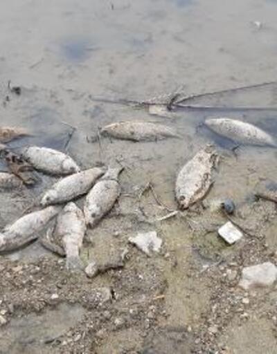Samsunda baraj gölünde toplu balık ölümleri