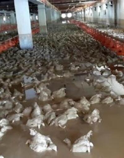 Sakaryada 26 bin tavuk selde telef oldu