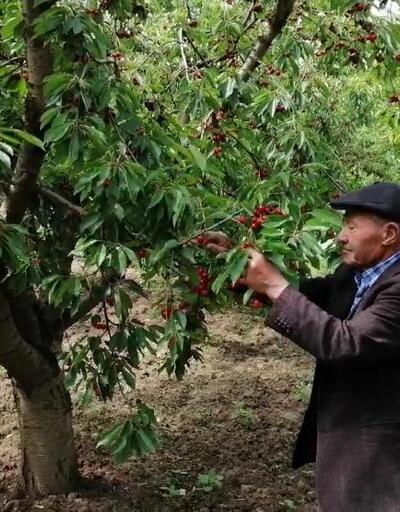 90 yaşındaki Abdullah dede, bahçesinde kiraz ve ceviz yetiştiriyor