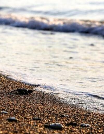 Başkan Böcekin koruma altına aldığı Caretta Caretta yavruları denizle buluştu