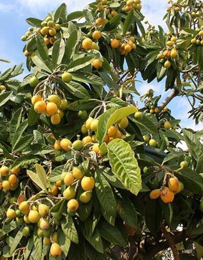 Merak edildi: Yeni Dünya Meyvesinin Faydaları Nelerdir Muşmula (Malta Eriği) Nasıl Tüketilir, Ne İşe Yarar