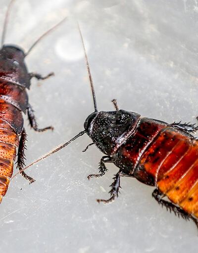 Hamam Böceği Nasıl Yok Edilir Evdeki Hamam Böcekleri Nasıl Gider