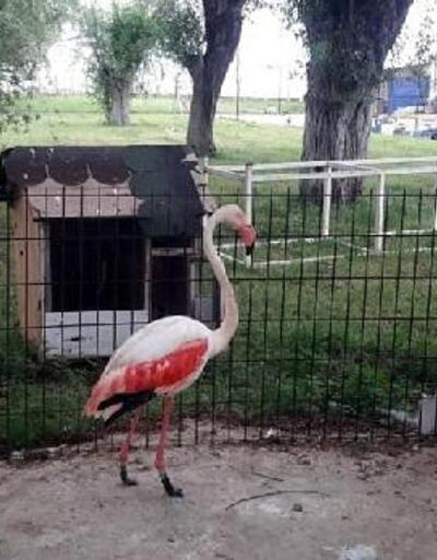 Yaralı flamingoya protez bacak yaptı