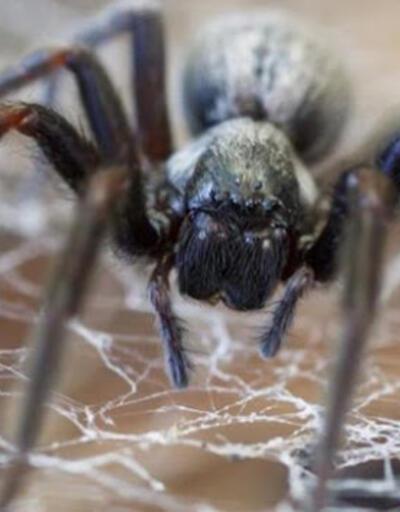 Rüyada Örümcek Görmek Ne Anlama Gelir Rüyada Evde Büyük Örümcek Görmek Nasıl Yorumlanır