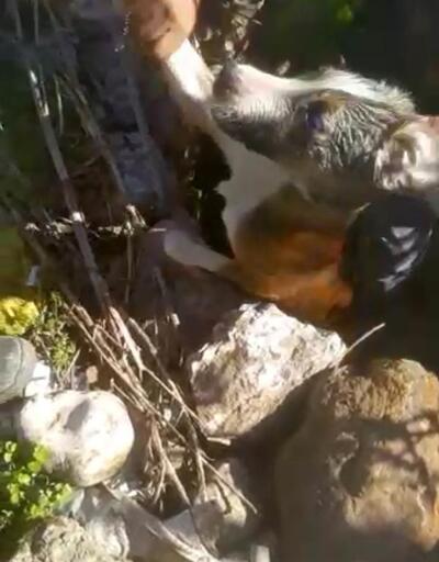 Kuyuya düşen köpeği belediye çalışanları kurtardı