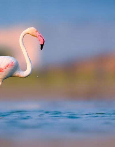 Kahve Falında Flamingo Ne Anlama Gelir Falda Kelebek Şekli Görmek Ne Demek, Anlamı Nedir