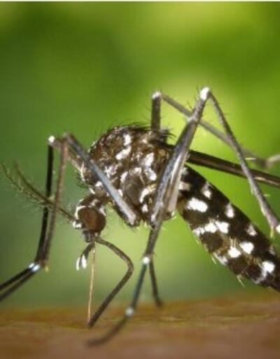 Aedes sivrisineği İstanbul çevresinde görüldü Zika virüsü tehlikesi...