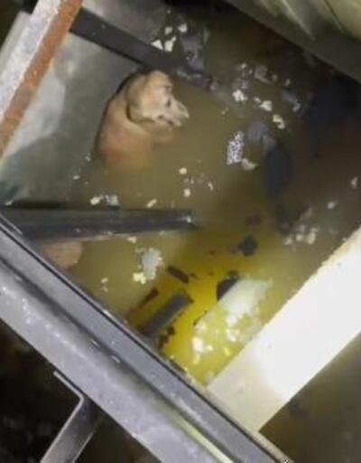 Suyla dolan asansör boşluğundaki köpekleri itfaiye kurtardı