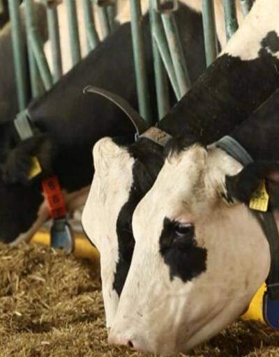 Et ve süt üreticisine destek kararları