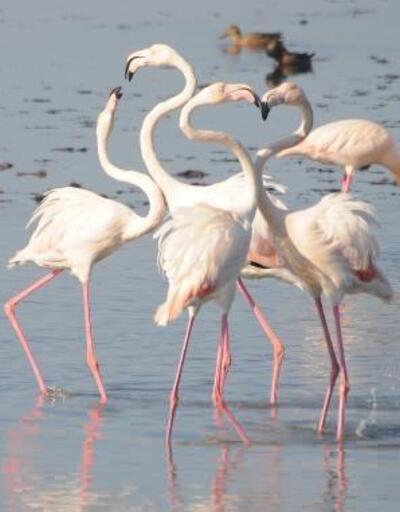 Flamingolar İzmit Körfezine akın etti